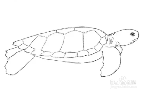 如何画绿海龟