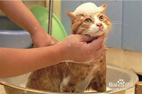 猫毛过敏怎么处理