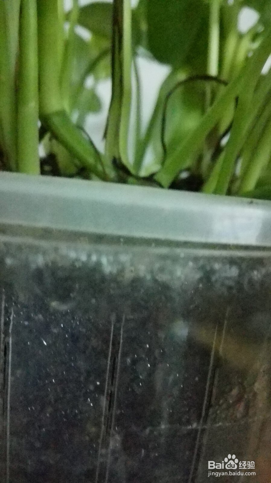 怎样做一个长期不用浇水的花盆