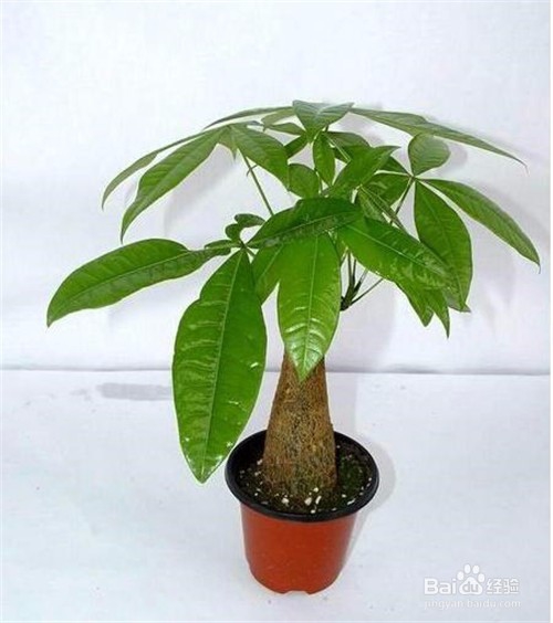发财树怎么才能种植好