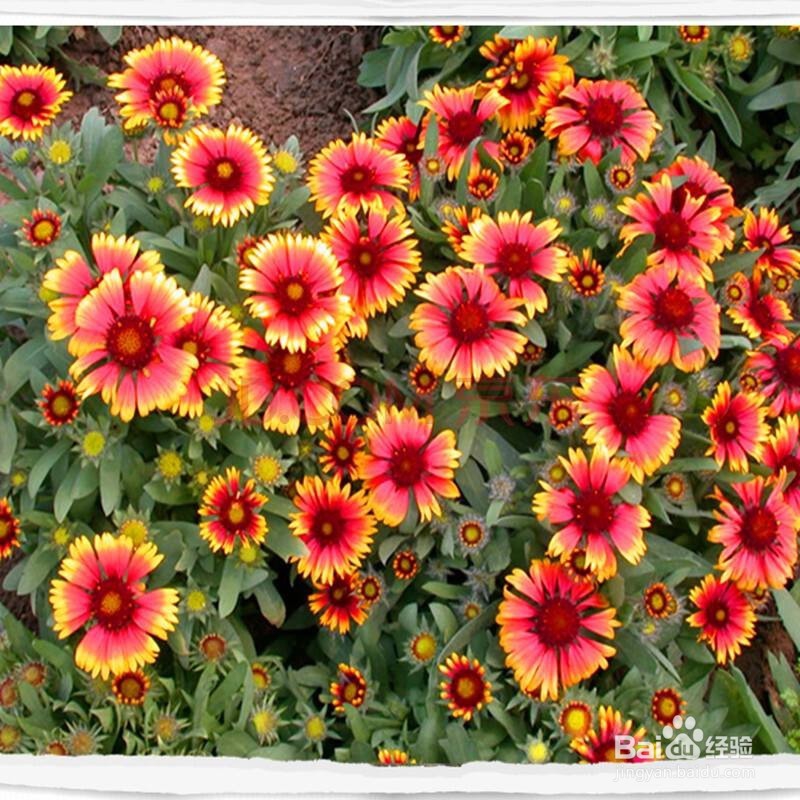 4种容易种容易开花的植物