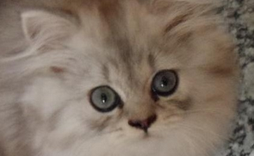 刚出生小猫如何喂养