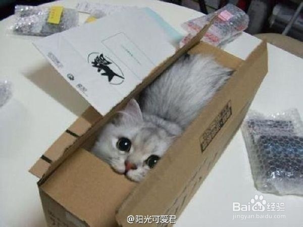 如何养好一只猫