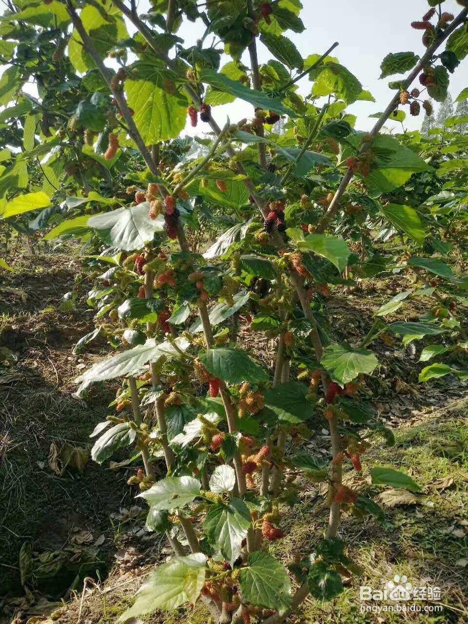 桑葚烘干机的作用,桑椹烘干机的使用