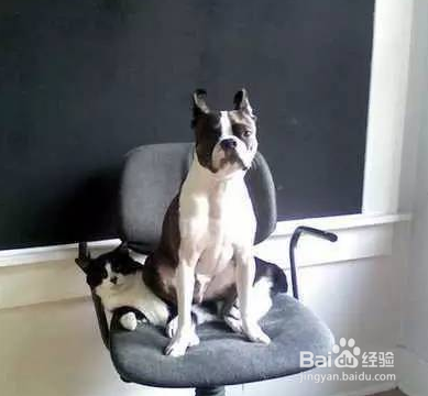 如何了解自家狗子的习性，得到汪星人的敬畏！