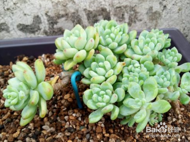 凝脂莲怎么护养？