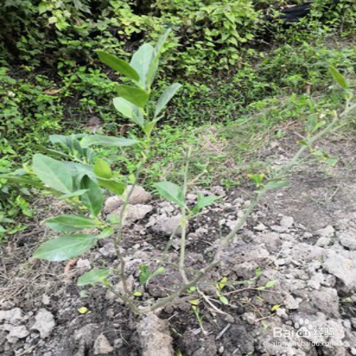 沃柑的种植和管理方法