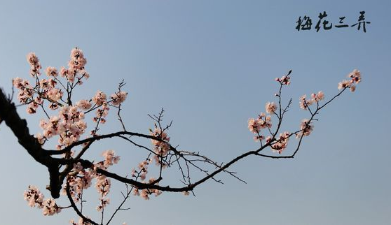 中国四大名曲是什么