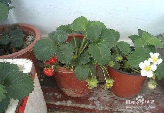 盆栽草莓用什么土最好