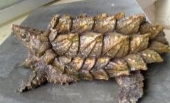 鳄龟养大怎么办