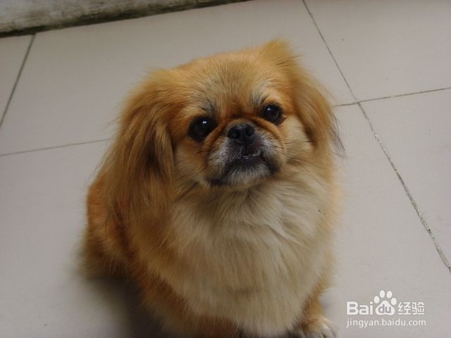 北京犬的历史与生活习性是什么