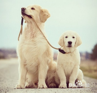 金毛寻回犬饲养知多少?几个小妙全解决!