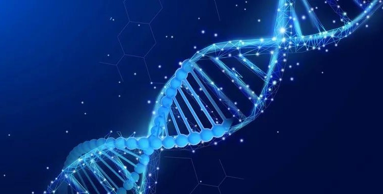 动物基因组和植物基因组有什么区别