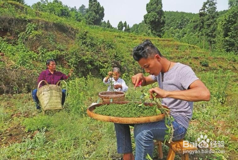 花椒树种植方法