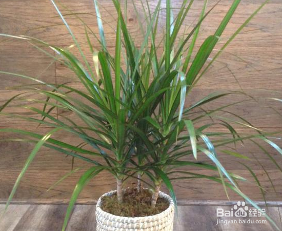 没有光照也能养好的植物怎么选？