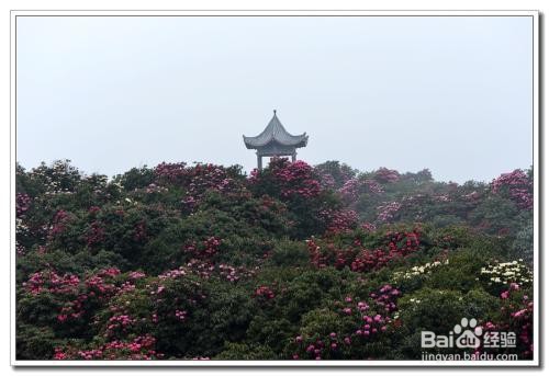 贵州百里杜鹃住宿攻略