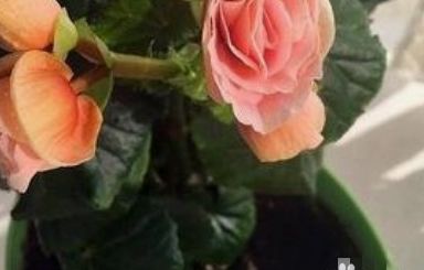 花土里有小白虫如何处理 百度经验 花土里有小白虫如何处理 百度经验