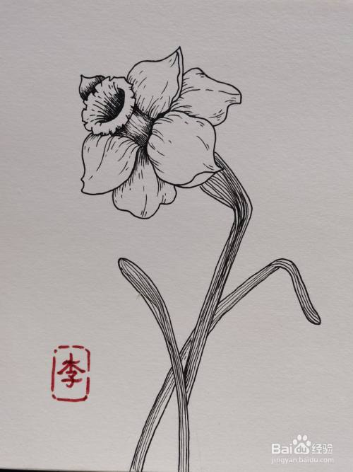 怎样画线描装饰画 水仙花 百度经验