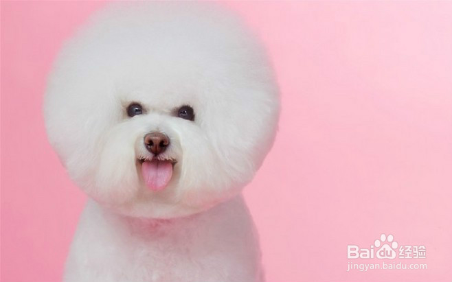 怎样训练新买的狗狗适应家庭环境