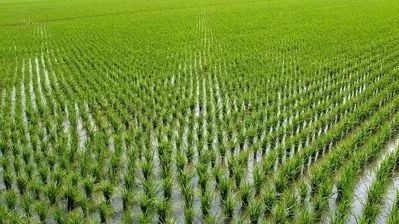 水稻秧苗的解决方法