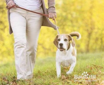 带着狗散步可以帮助老年人活得更久