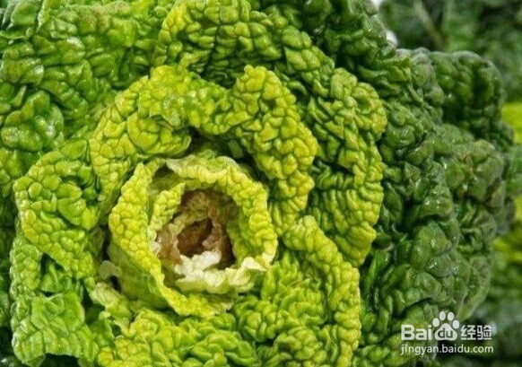 白菜烂根烂心怎样防治?