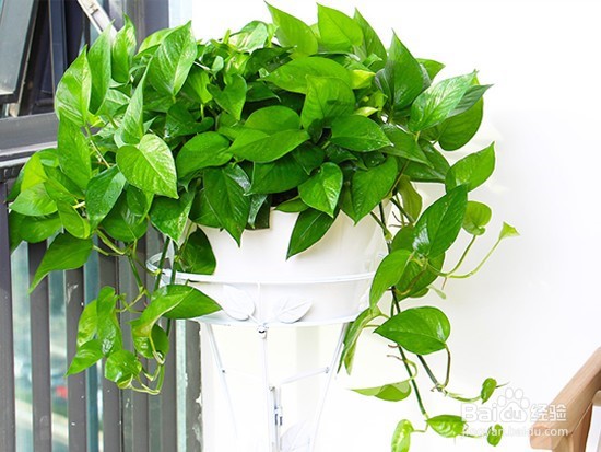 植物除甲醛原理和效果