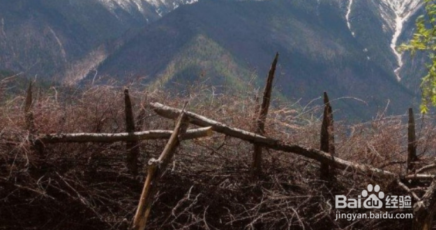 驱赶野猪最有效方法