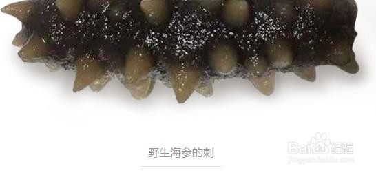 如何辨别海参的好坏