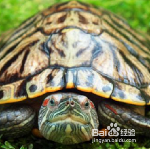 <b>巴西红耳龟怎么养水里面养还是旱养</b>