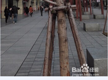 怎样保持城市种树的存活率