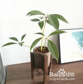 大叶伞的养殖方法有哪些