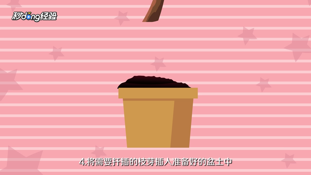 牡丹吊兰怎么扦插
