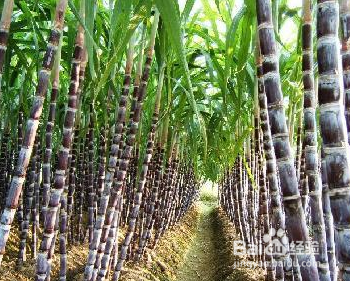 冬天干燥吃什么水果好