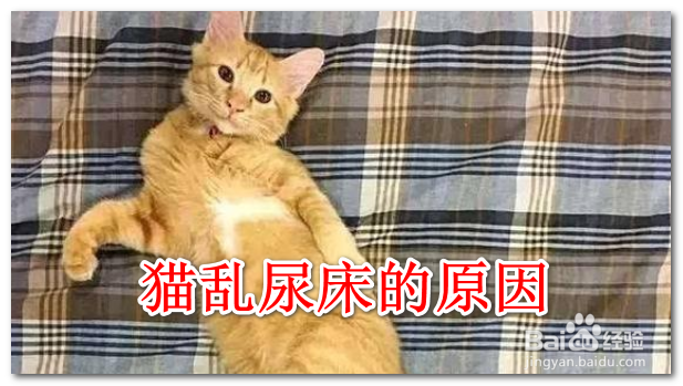 猫在床上尿怎么办