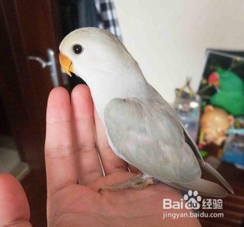 如何避免鹦鹉咬人