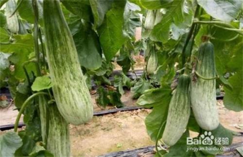 羊角蜜怎样整枝打叉 百度经验 羊角蜜怎样整枝打叉 百度经验