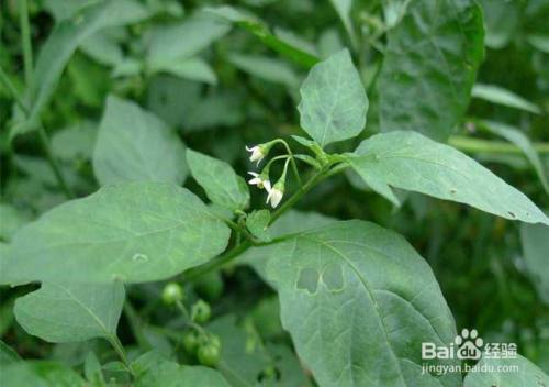 吃白花菜对身体有什么好处 百度经验