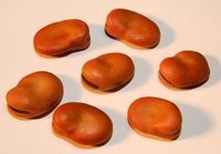 蚕豆增强记忆力