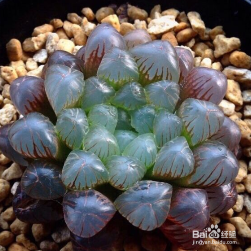 姬玉露的养殖方法