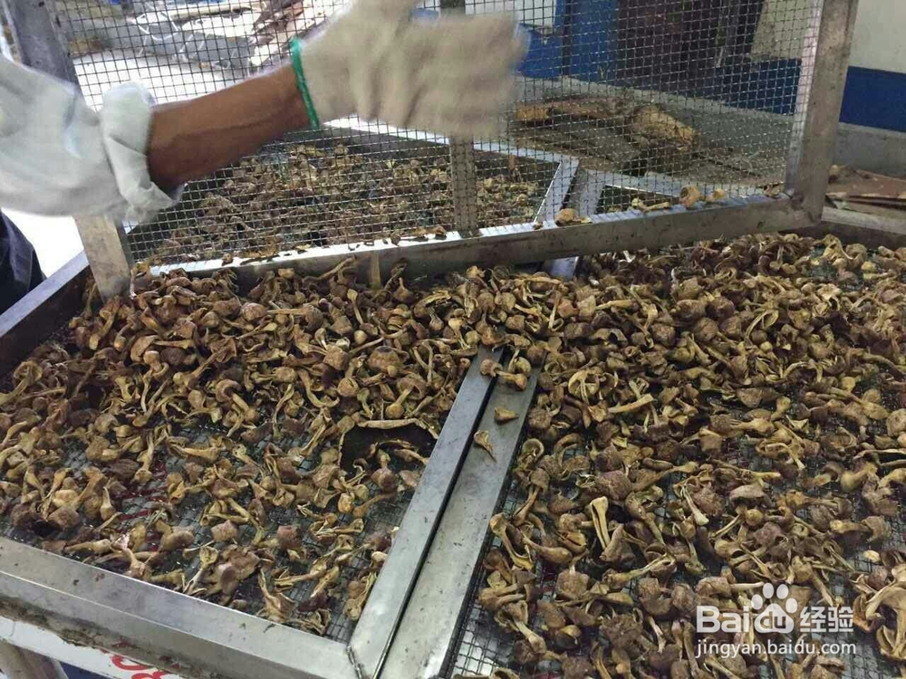 空气源高温热泵烘干机应用在香菇烘干的工艺流程