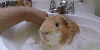小仓鼠的照片 洗澡图片