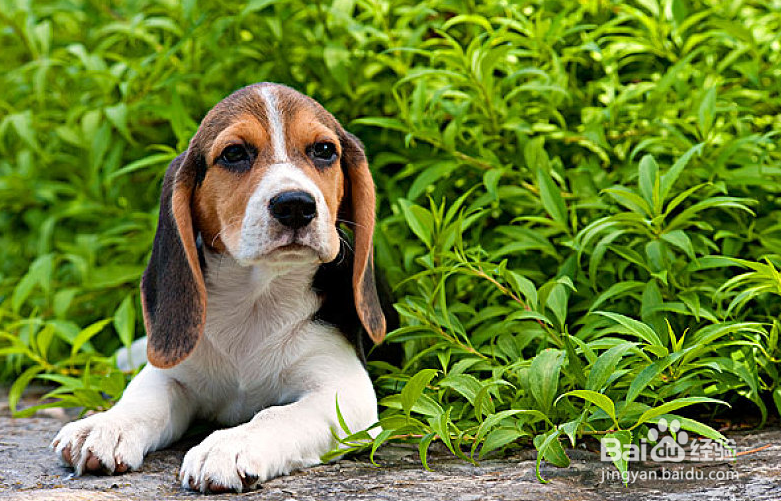 家里养狗的话有什么需要注意的吗