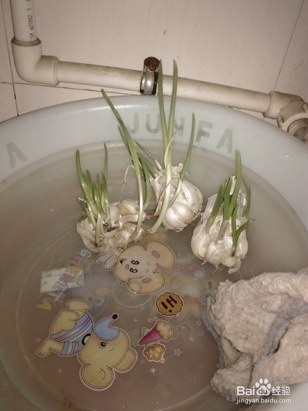 废物利用之废旧花盆移植