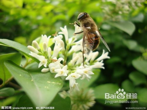 如何用毛巾棒给果树授粉