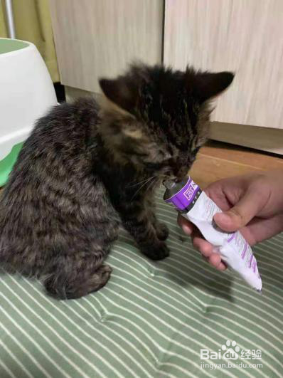 养猫的讲究你都知道吗