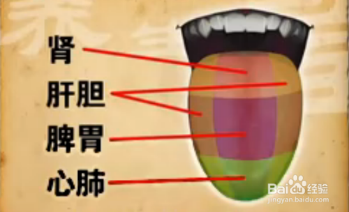 五脏在舌头上的分布