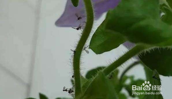 花长虫了怎么处理