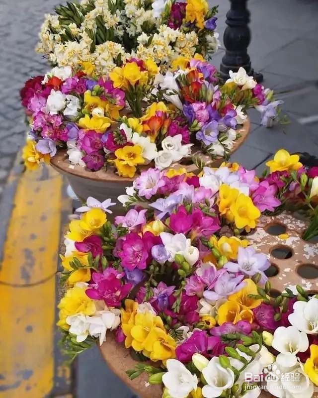 1种花一看像草,开花五颜六色,香味儿特高级