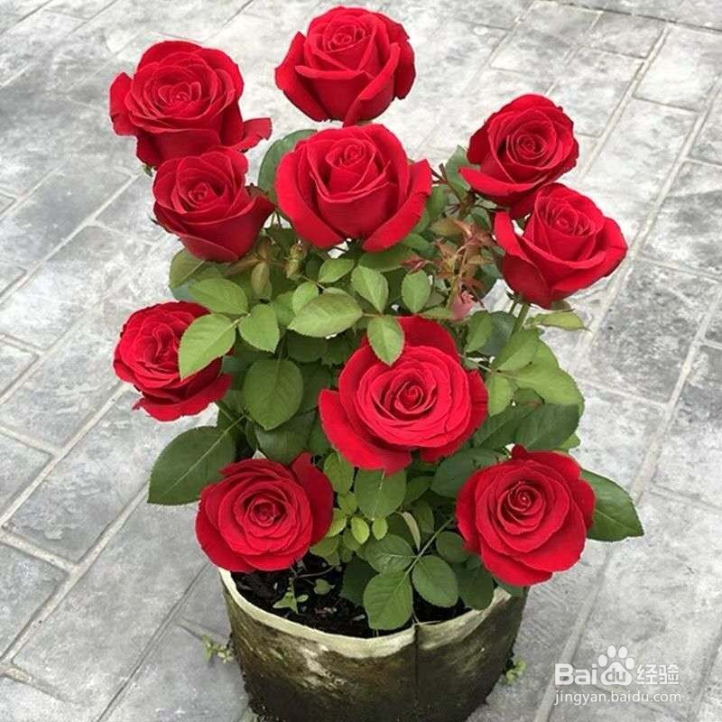 玫瑰花种植多久浇一次水教程